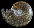 Polished, Agatized Ammonite (Cleoniceras) - Madagascar #54415-1